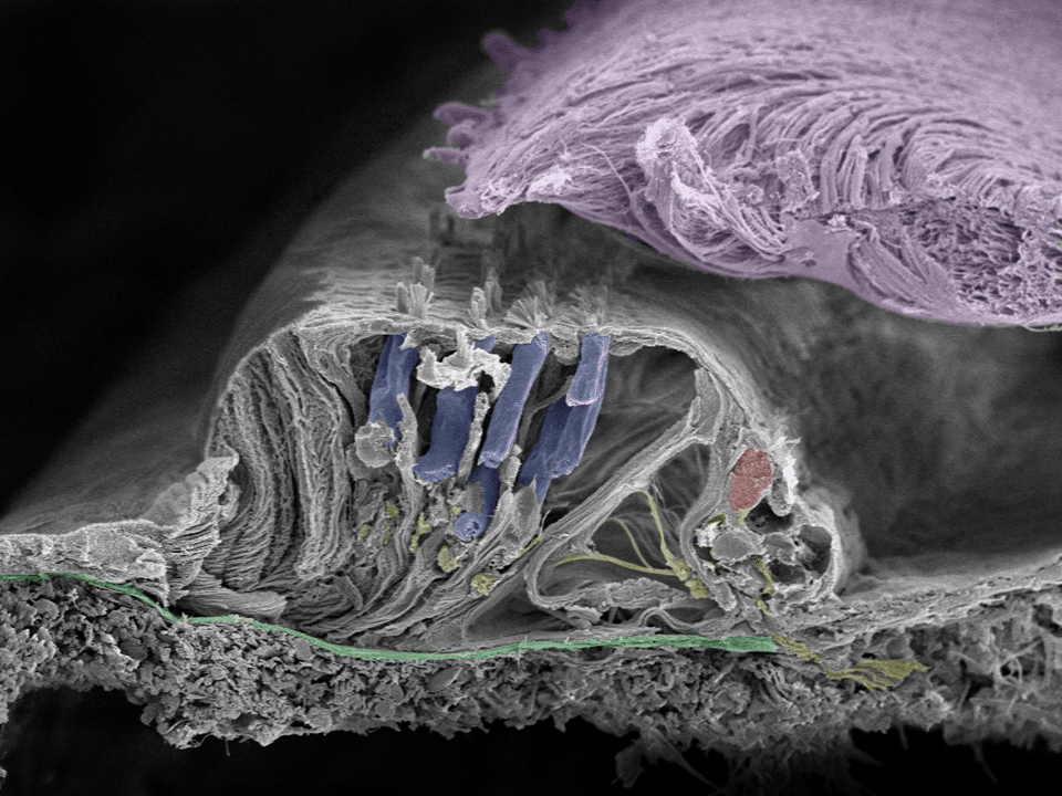 High-resolution image of the cochlea