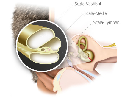 The scala vestibuli, scala media, and scala tympani are within the cochlea.