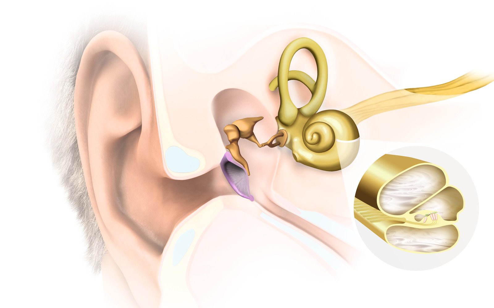 Inner ear anatomy