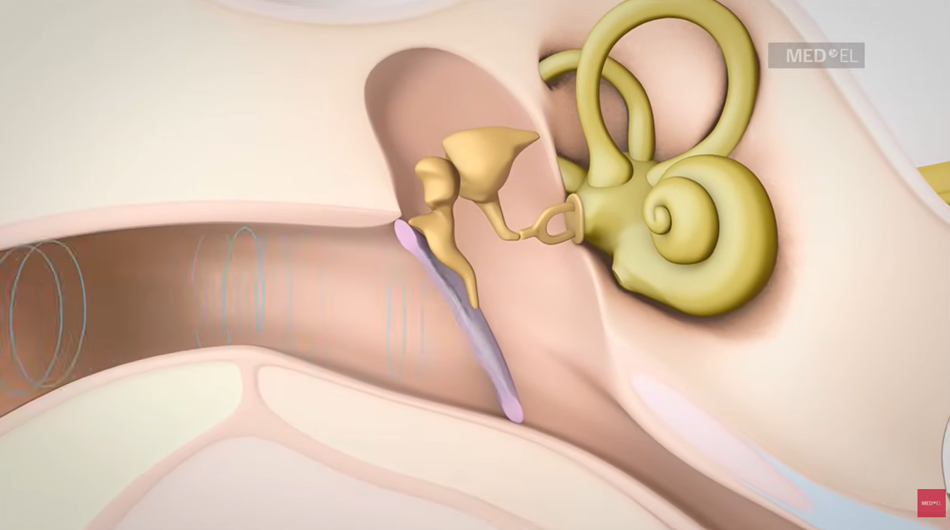 Video about Hearing and How it Works