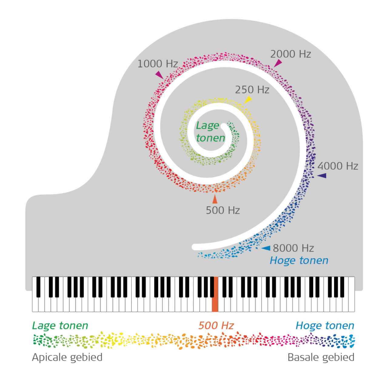 Tonotopic arrangement of the cochlea